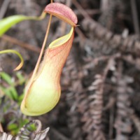 Nepenthaceae